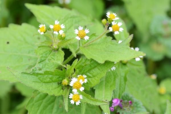 Mauvaises herbes comme le Galinsoga cilié
