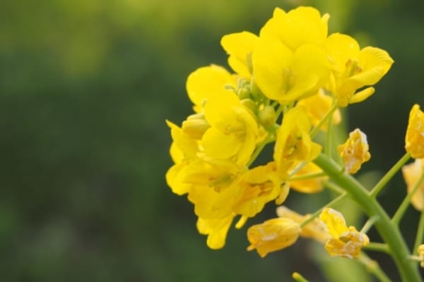 Mauvaises herbes comme la moutarde des champs