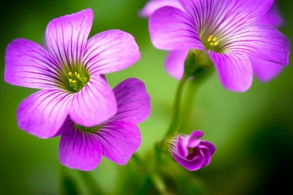 Mauvaises herbes comme l'oxalis