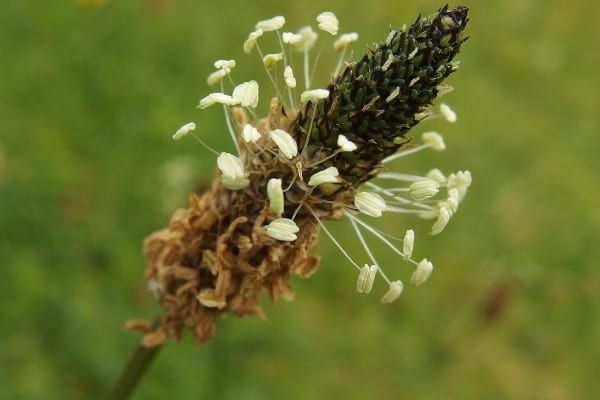 Mauvaises herbes comme le plantain lancéolé