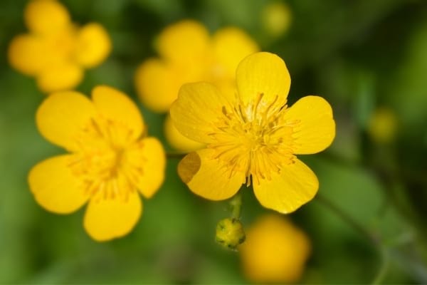 Mauvaises herbes comme la renoncule rampante