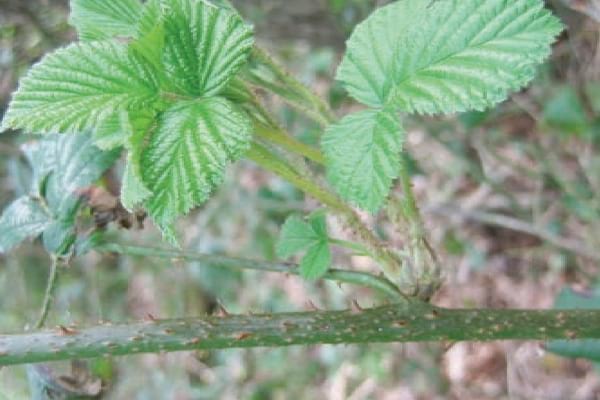 Mauvaises herbes comme les ronces