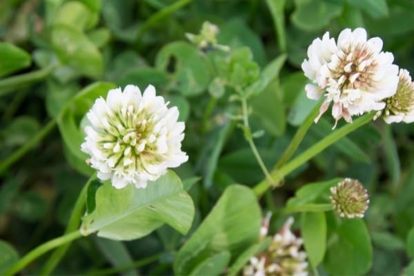 Mauvaises herbes comme le trèfle blanc