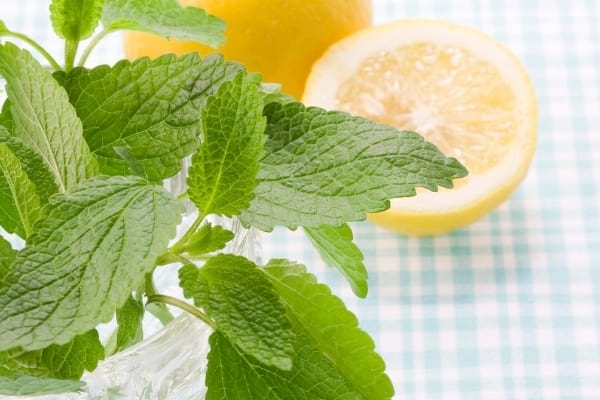 Fleur de mélisse dans un verre et un citron posés sur une table avec nappe pour faire fuir les mouches