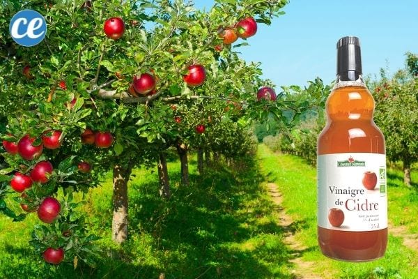 moucherons fruits vergers vinaigre cidre