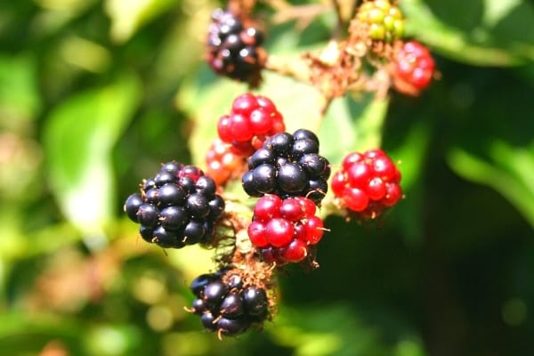 mûre rouges et noires