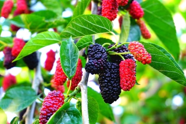 fruits du mûrier de Corée