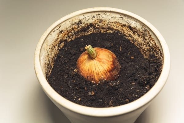 Plan d'oignon à faire pousser en pot