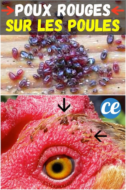 Plein de poux rouges sur du bois et près de l'oeil d'une poule