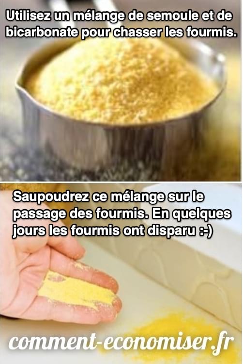 De la semoule de maïs disposé sur le plan de travail de la cuisine pour tuer les fourmis