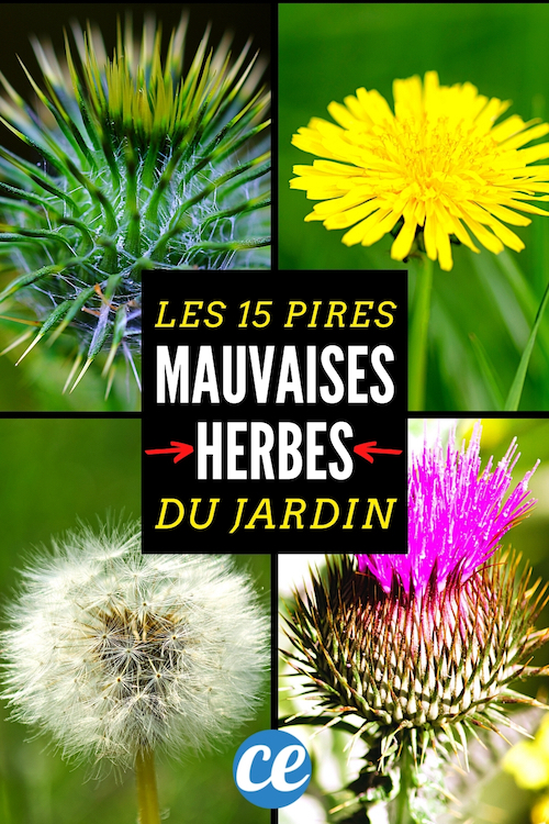 Les 15 Pires Mauvaises Herbes du Jardin (Et les Solutions Pour S'en ...