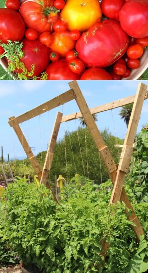 Treillis à tomates