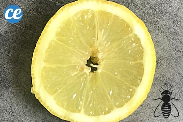 Une rondelle de citron comme remède pour piqûre d'insecte