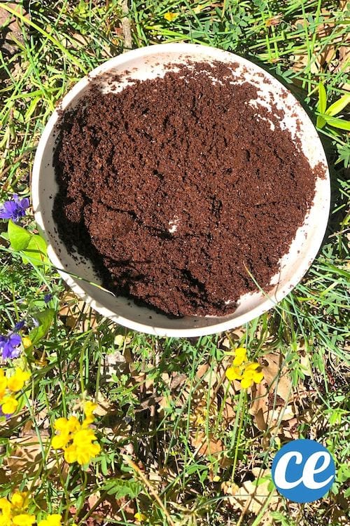 Du marc de café utilisé dans un jardin