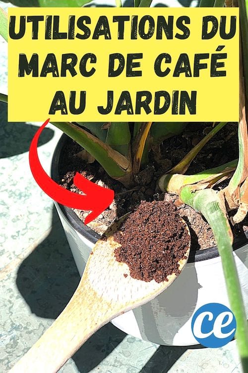 Que Faire Avec du Marc de Café Au Jardin ? 5 Utilisations Bluffantes.