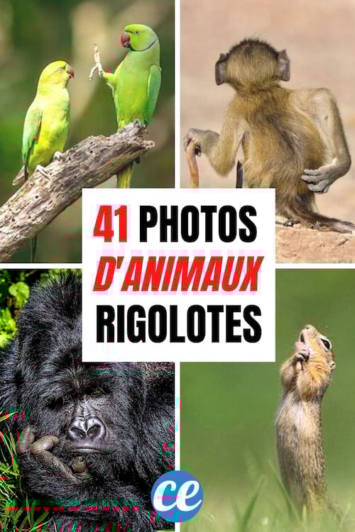 Les 41 Photos d'Animaux les Plus Rigolotes Que Vous N'ayez Jamais Vu.