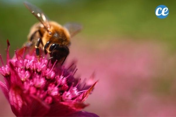 Les abeilles préfèrent polliniser les fleurs indigènes.