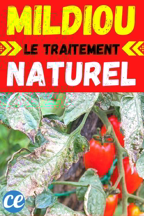 feuille de tomate atteinte de mildiou et comment faire pour guérir