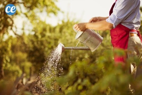 Un jardinier qui arrose les plantes de son jardin en fin de journée.