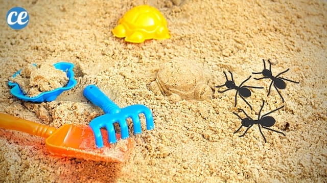 Des fourmis qui se baladent dans le bac à sable d'un enfant et comment les éliminer