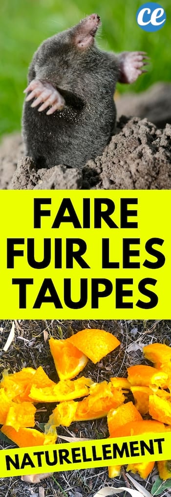 des écorces d'orange pour faire fuir les taupes naturellement