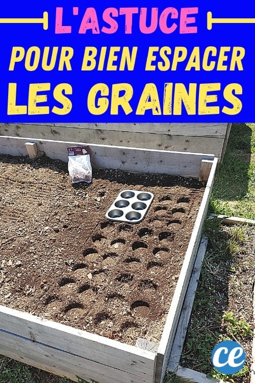 carré potager avec moule à muffin pour espacer les graines