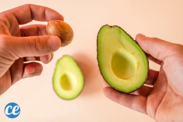 Avocat découpé en deux 