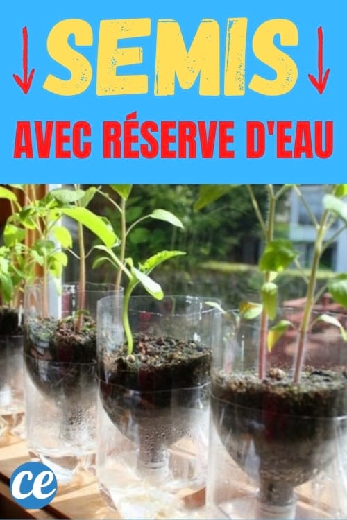 bouteille plastique transformée en pot à semis