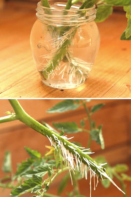 Des boutures de tomates mises dans un bocal plein d'eau qui ont fait des racines
