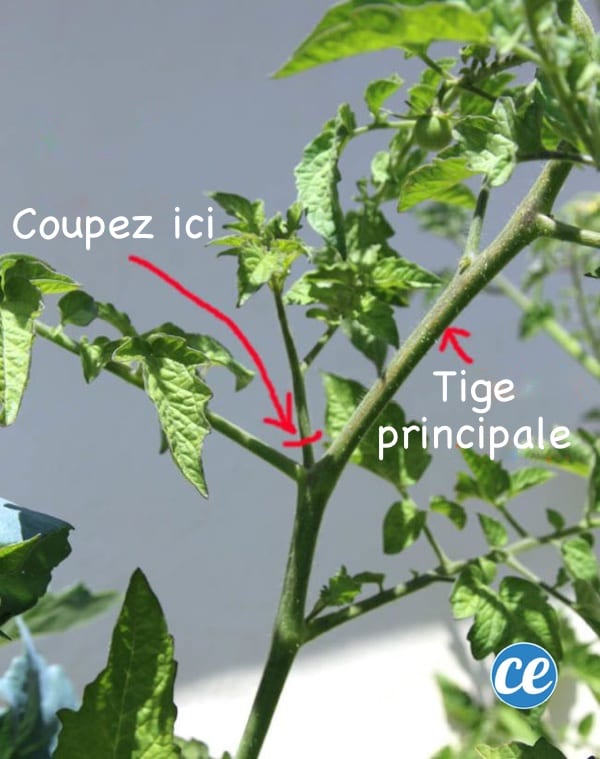 Tuto pour expliquer comment bouturer une tomate