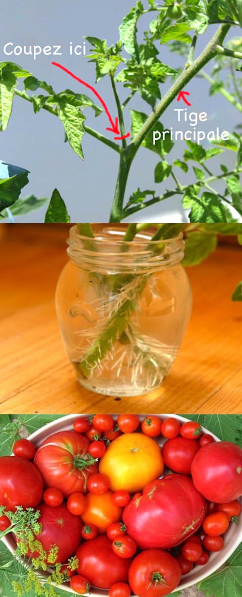 Explications pour faire pousser des tomates rapidement à partir de bouture