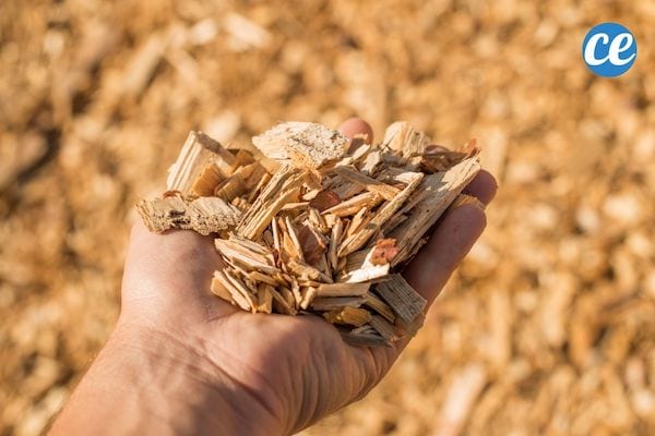 Les copeaux de bois sont un excellent paillis végétal pour votre jardin.