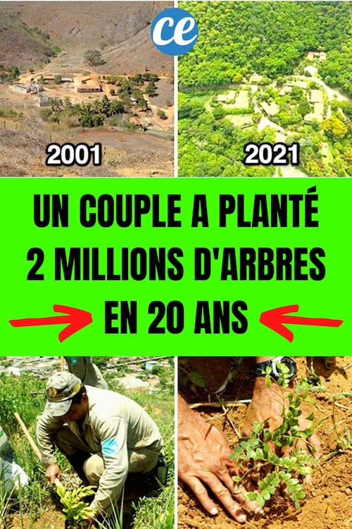 Reboisement de la forêt au Brésil avec avant en 2001 et après en 2019