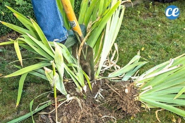 Utilisez une pelle pour diviser les rhizomes des iris.
