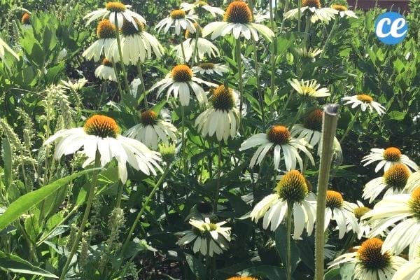 En automne, les boutons de graines des échinacées nourrissent les oiseaux.