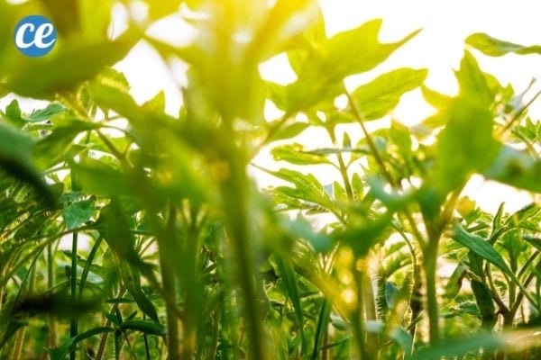 L'ensoleillement de votre jardin est essentiel à la bonne santé de vos plantes