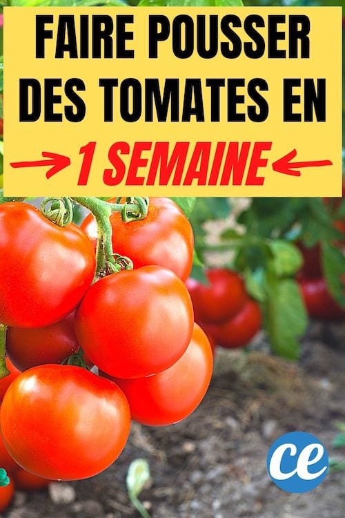 L'astuce pour faire pousser des tomates en 1 semaine
