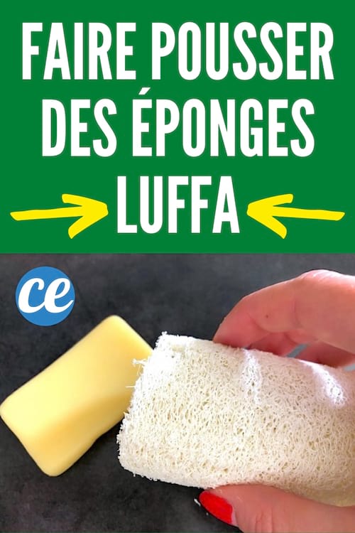 Comment Faire Pousser des Éponges Luffa Dans Son Jardin