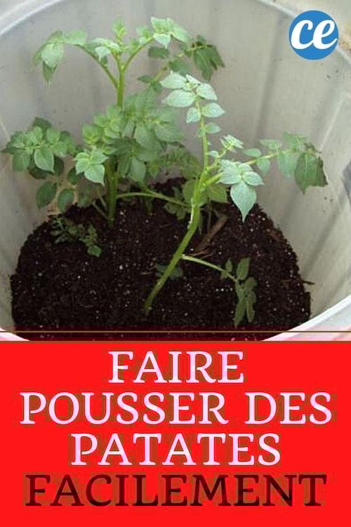 Des pommes de terre qui poussent dans un seau