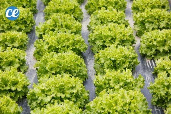 Le film de paillage en plastique noir empêche les mauvaises herbes de pousser.