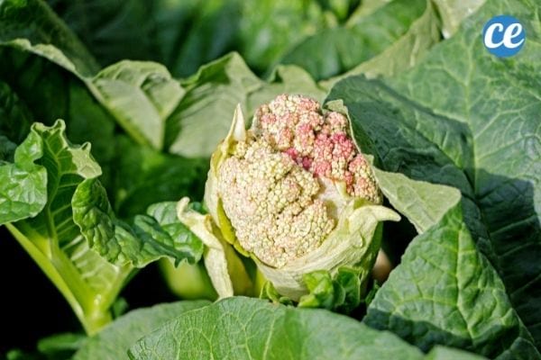 Enlevez les hampes florales de rhubarbe qui absorbent les nutriments de la plante. 