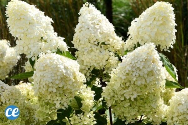 Les hortensias paniculés donnent de belles fleurs et ont besoin de beaucoup de soleil.