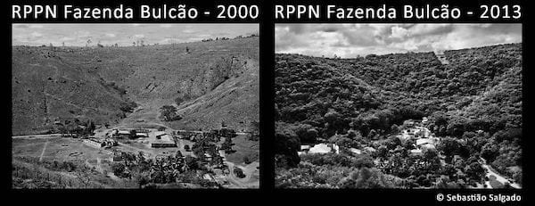La forêt amazonienne détruite en 2000 puis replantée en 2013