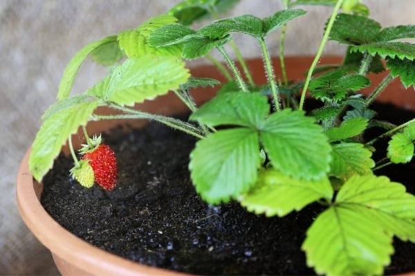Fraise-cultivée-dans-un-pot