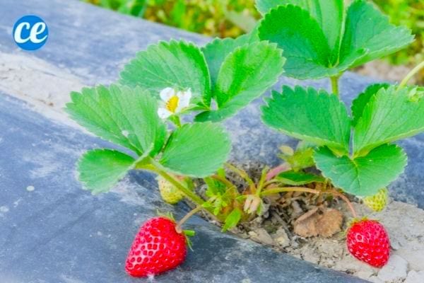 Le film de paillage en plastique noir évite la pourriture des fraises et autres fruits des plantes grimpantes.