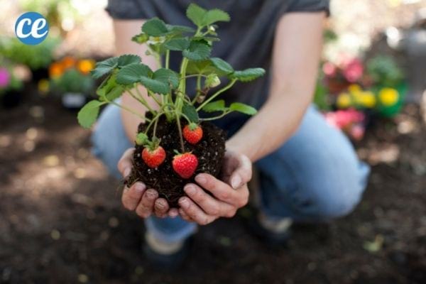 Un jardinier qui plante une variété de fraisier "à jour neutre".