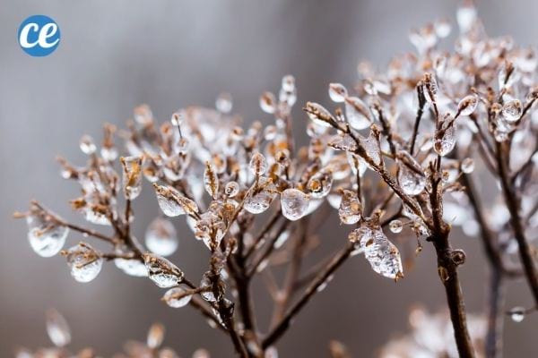 Les jardiniers doivent connaître les dates du premier gel d'automne et du dernier gel de printemps.