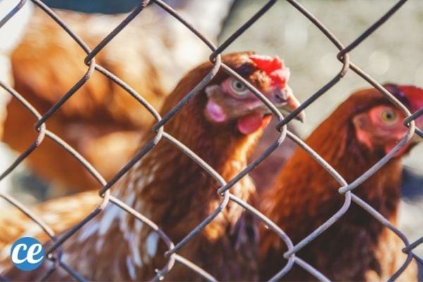 Chicken wire to protect animals from predators.