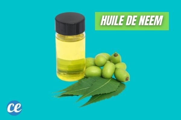 L'huile essentielle de neem aide à repousser les punaises vertes et punaises diaboliques.