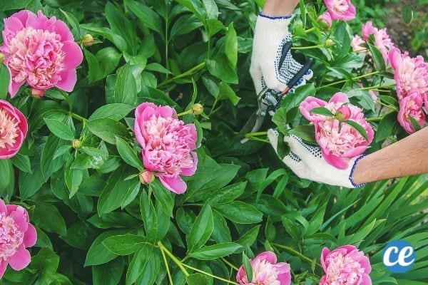 Tailler les fleurs fanées aide à booster la floraison des plantes.